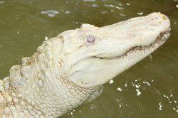 Krokodýlí ZOO Protivín