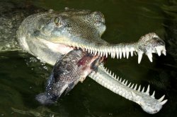 Krokodýlí ZOO Protivín