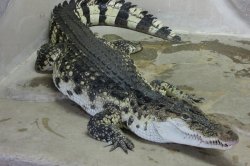 Krokodýlí ZOO Protivín