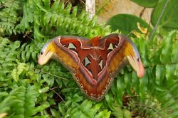 Botanischer Garten der Prager Troja