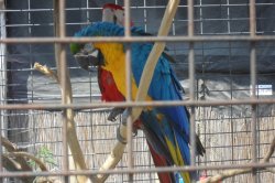 ZOO Dvorec u Borovan