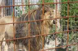 ZOO Dvorec u Borovan
