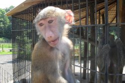 A trip for beasts to the Dvorec ZOO