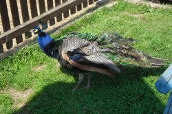 A trip for beasts to the Dvorec ZOO