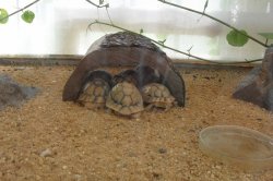 ZOO Plzeň