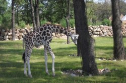 ZOO Plzeň