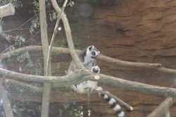 Mit Kindern, die den Pilsener Zoo erkunden und Spaß haben