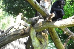 Mit Kindern, die den Pilsener Zoo erkunden und Spaß haben