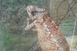 Mit Kindern, die den Pilsener Zoo erkunden und Spaß haben