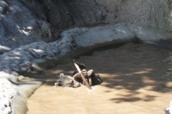S dětmi za poznáním i zábavou do ZOO Plzeň