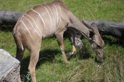 Mit Kindern, die den Pilsener Zoo erkunden und Spaß haben