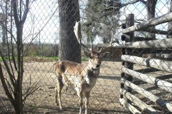 With children to the ZOO Ohrada Hluboká nad Vltavou