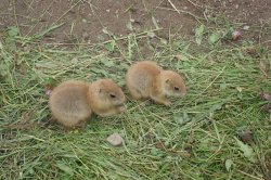 With children to the ZOO Ohrada Hluboká nad Vltavou