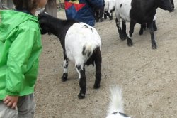 With children to the ZOO Ohrada Hluboká nad Vltavou