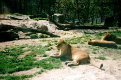 Mit Kindern zum Dvůr Králové nad Labem ZOO