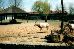 Mit Kindern zum Dvůr Králové nad Labem ZOO