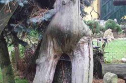 Muzeum samorostů Slavonice