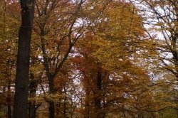 Stromovka Praha - královská obora