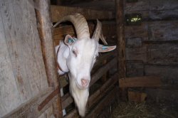 Rožnov pod Radhoštěm - skanzen