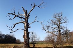 Smečno, město s dračí historií