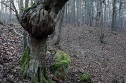 Smečno, město s dračí historií