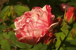 Botanická zahrada Olomouc