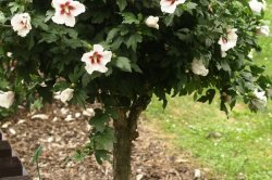 Botanická zahrada Olomouc