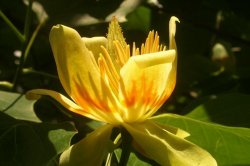 Botanická zahrada Olomouc