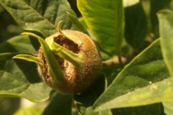 Botanická zahrada Olomouc